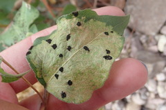 Chlosyne lacinia crocale