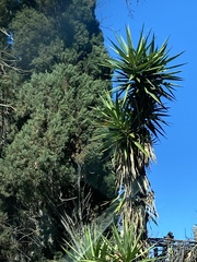 Yucca gigantea