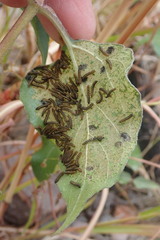 Chlosyne lacinia crocale