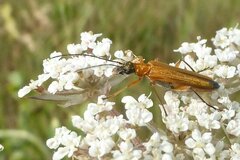 Oedemera podagrariae