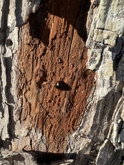 Chilocorus stigma