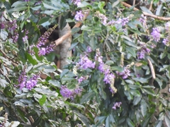 Lonchocarpus