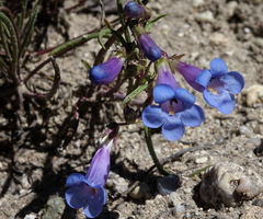 Penstemon penlandii