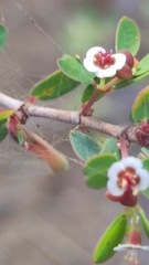 Euphorbia magdalenae