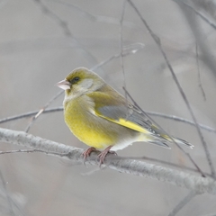 Chloris chloris