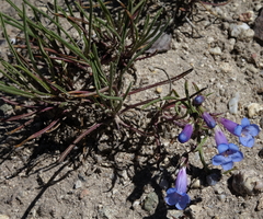 Penstemon penlandii