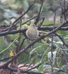 Phylloscopus canariensis