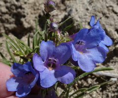 Penstemon penlandii