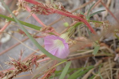 Ipomoea costellata
