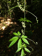 Cyclanthera
