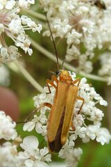 Oedemera podagrariae
