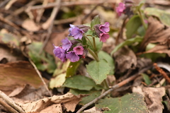 Pulmonaria officinalis