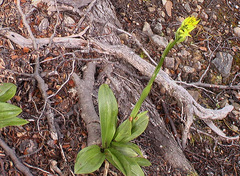 Gavilea lutea