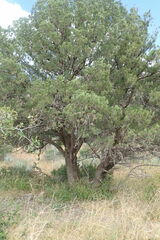 Juniperus deppeana deppeana