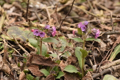 Pulmonaria officinalis