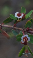 Euphorbia magdalenae