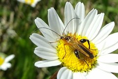 Oedemera podagrariae
