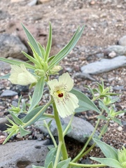 Mohavea confertiflora