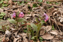 Pulmonaria officinalis