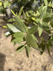 Quercus emoryi