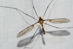 Leptotarsus clavatus
