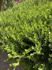 Buxus microphylla