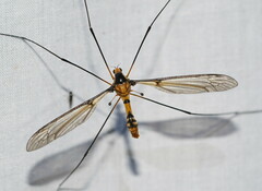 Leptotarsus clavatus