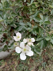 Rubus cuneifolius