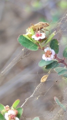 Euphorbia magdalenae