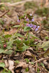 Pulmonaria officinalis