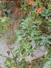 Rubus cuneifolius