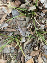 Carex pedunculata