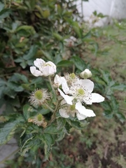 Rubus cuneifolius