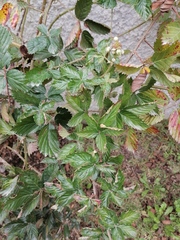 Rubus cuneifolius