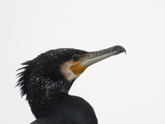 Phalacrocorax carbo sinensis