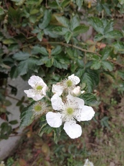 Rubus cuneifolius
