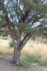 Juniperus deppeana deppeana