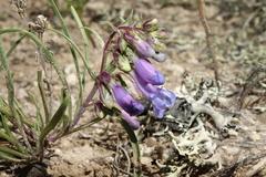 Penstemon penlandii