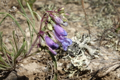 Penstemon penlandii