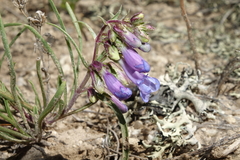 Penstemon penlandii