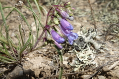 Penstemon penlandii