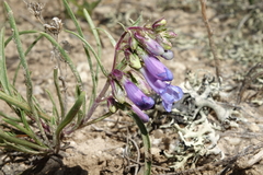 Penstemon penlandii