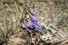 Penstemon penlandii