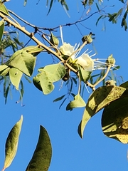 Capparis canescens