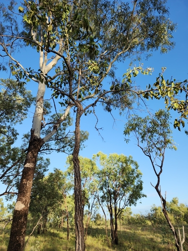 Image of Capparis canescens by no rights reserved