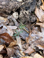 Galium uniflorum