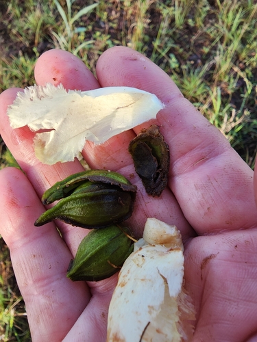 Image of Capparis canescens by no rights reserved