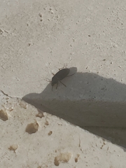 Notiobia terminata