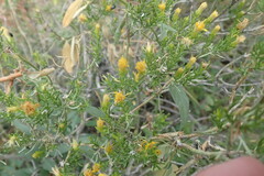Ericameria laricifolia