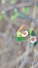 Euphorbia magdalenae